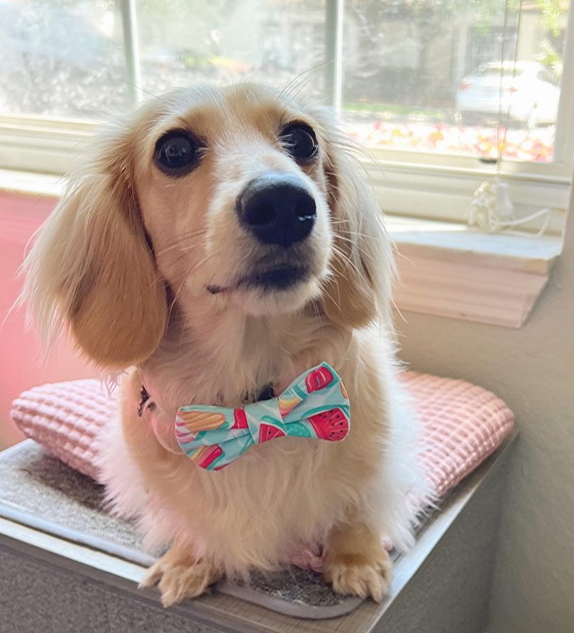 Shaded Cream Dachshund