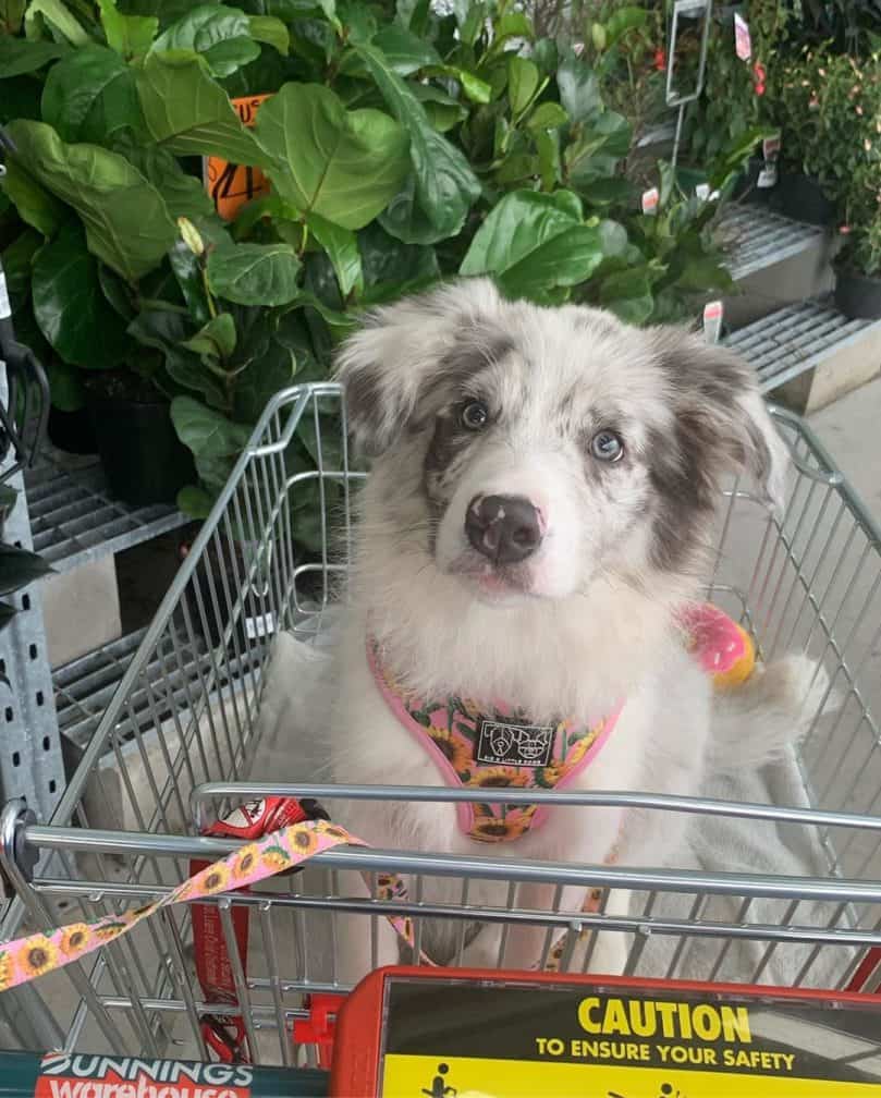 a slate merle Border Collie puppy in a push cart