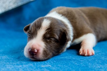 a small newborn Border Collie puppy sleeping