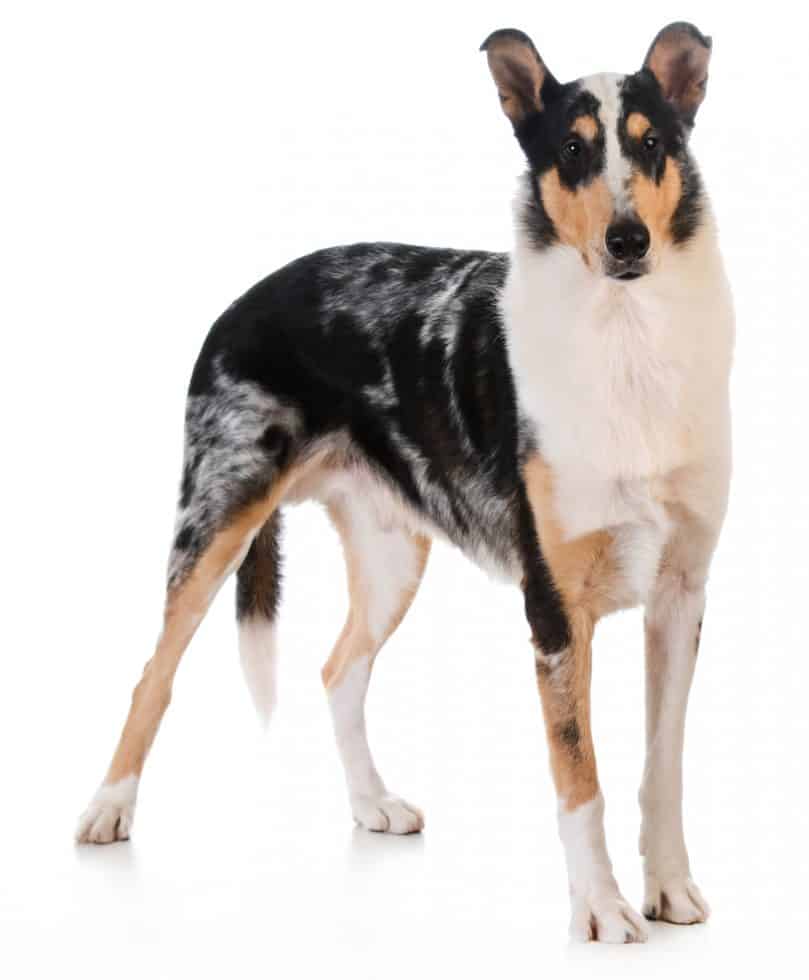 A tricolor smooth-coated Collie