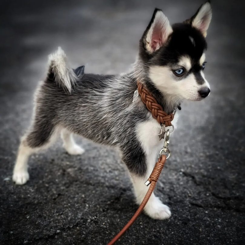 Teacup Pomsky appearance