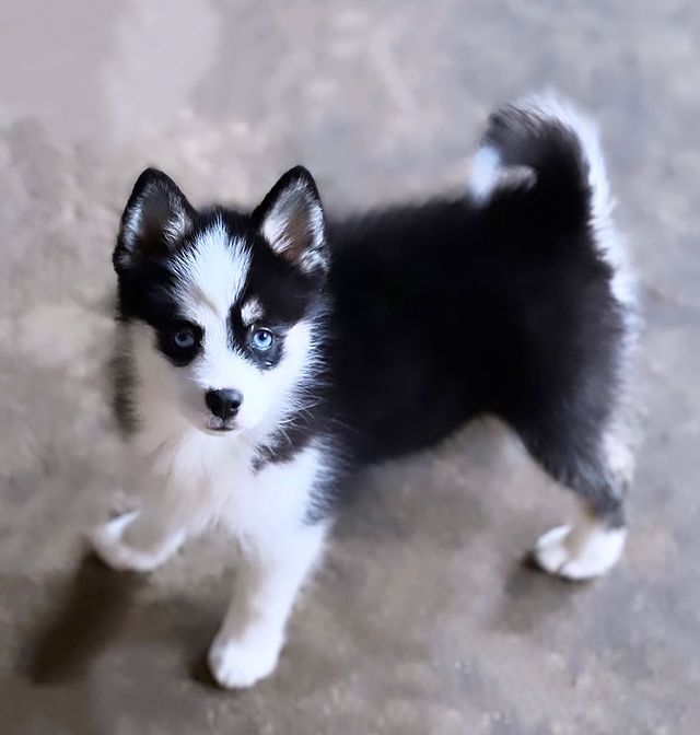 Teacup Pomsky history
