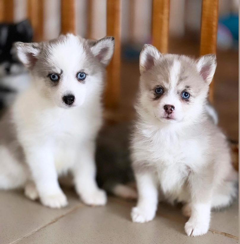 Teacup Pomsky puppy cost