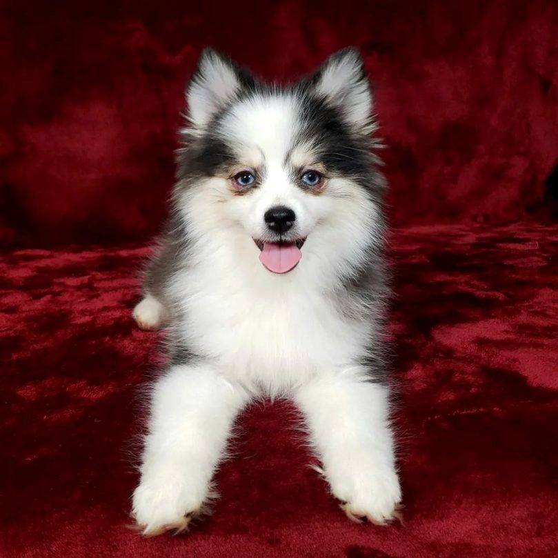 Teacup Pomsky Temperament