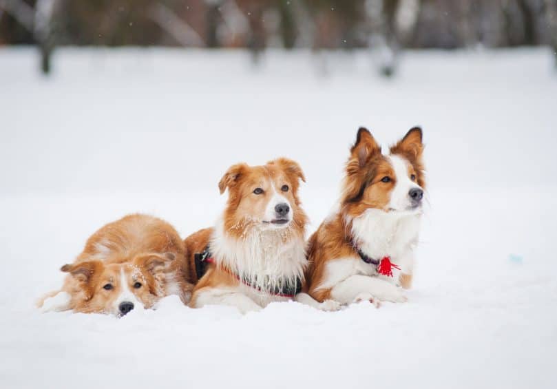 three sable Border Collies on the snow