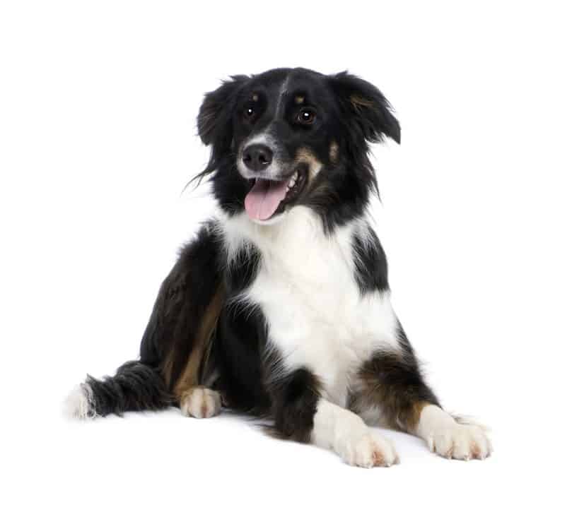 a black tricolor Border Collie on a white background