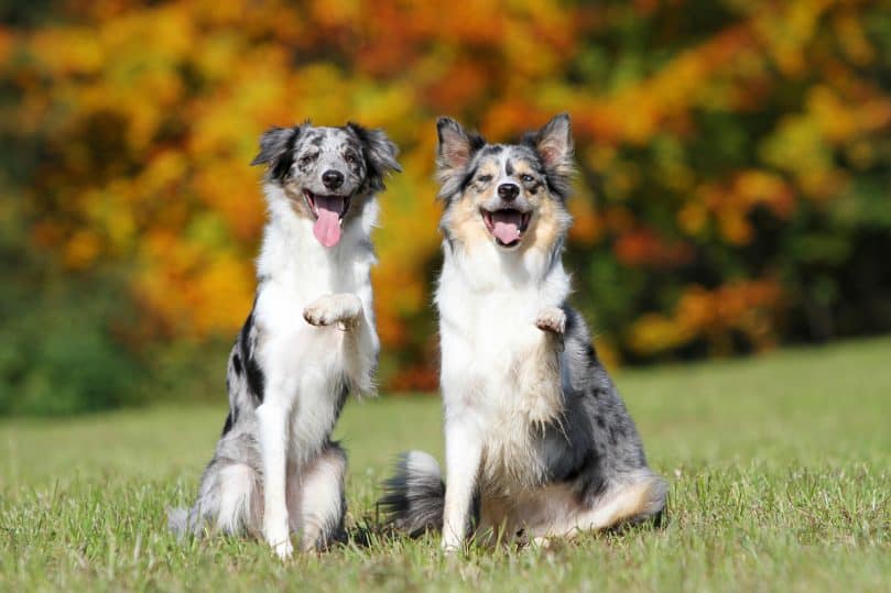 Two blue merle Border Collies with their left paw raised