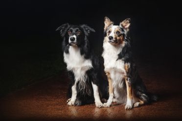 Two Border Collies with different coat colors and patterns on a black background