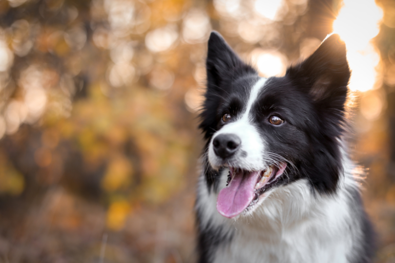 About Border Collie Health