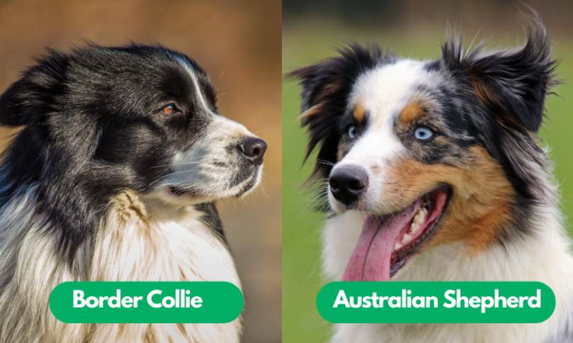 Border Collie vs Australian Shepherd Coat Type