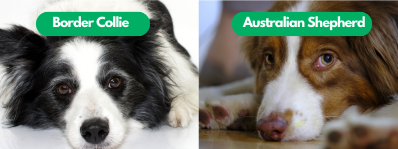 Health Issues of Australian Shepherd and Border Collie