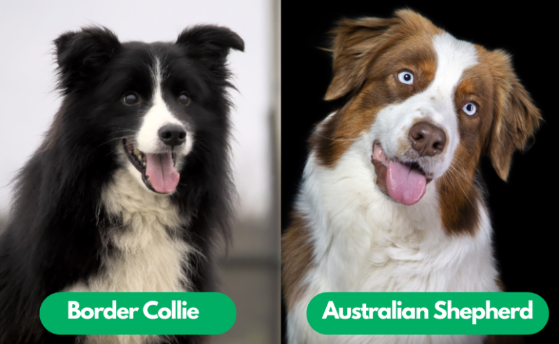 Australian Shepherd vs Border Collie Temperament