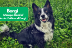 Border Collie Corgi Mix: A Unique Blend of Intelligence and Charm