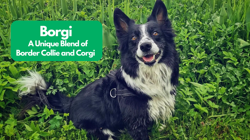 Border Collie Corgi Mix breed guide