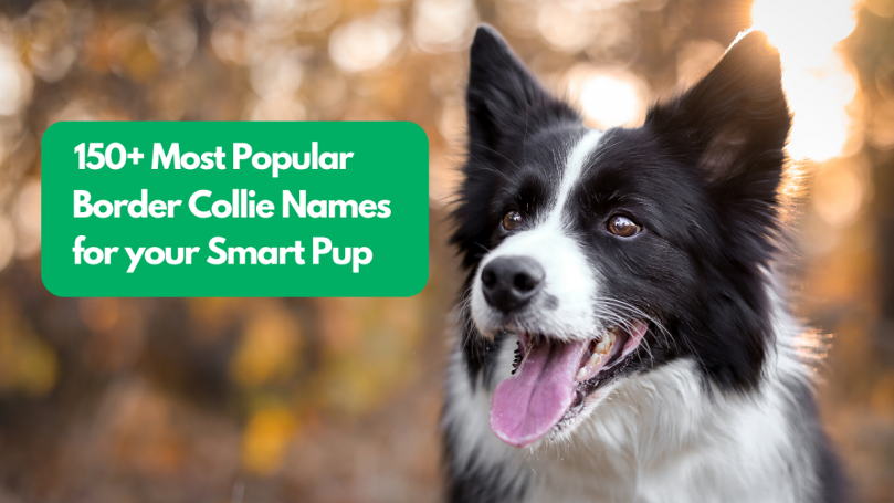 Border Collie names