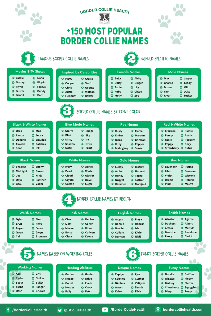 Border Colllie Names Infographic