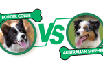 Border Collie vs Australian Shepherd: Unraveling the Similarities and Differences