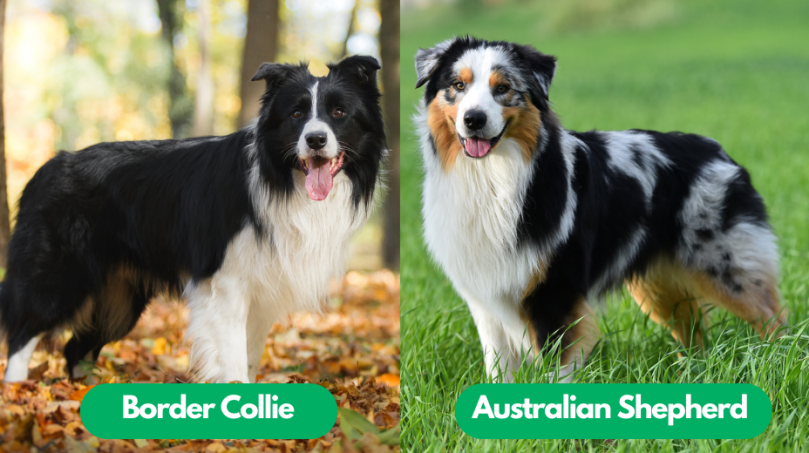 Border Collie vs Australian Shepherd Appearance