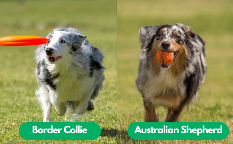 Border Collie vs Australian Shepherd Exercise Needs