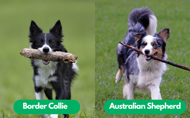 The difference between the herding style of the Aussie and Border Collie