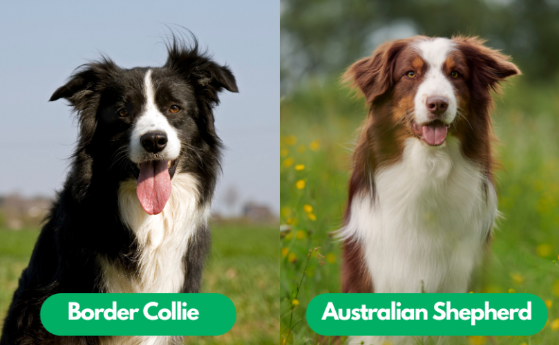 Origins of the Border Collie and Australian Shepherd