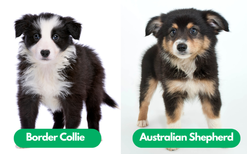 Border Collie vs Australian Shepherd Puppy Price