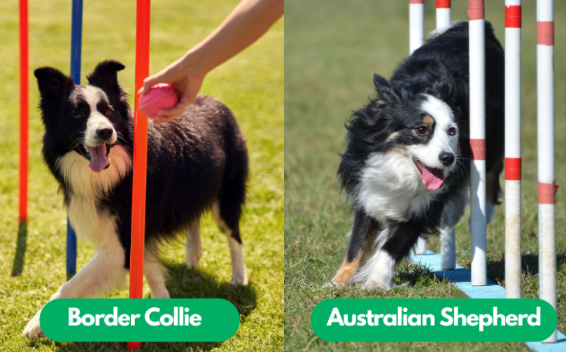 Border Collie and Australian Shepherd Training
