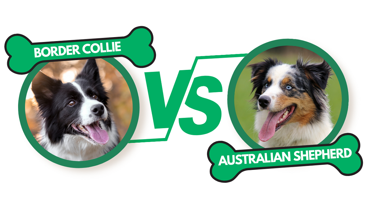 border-collie-vs-australian-shepherd