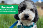Bordoodle: A Wonderful Crossbreed of Border Collie and Poodle