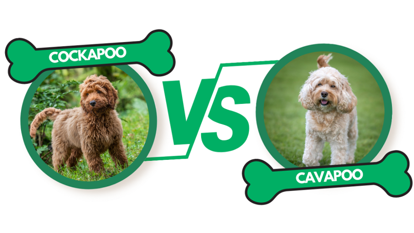 Cockapoo vs Cavapoo Guide