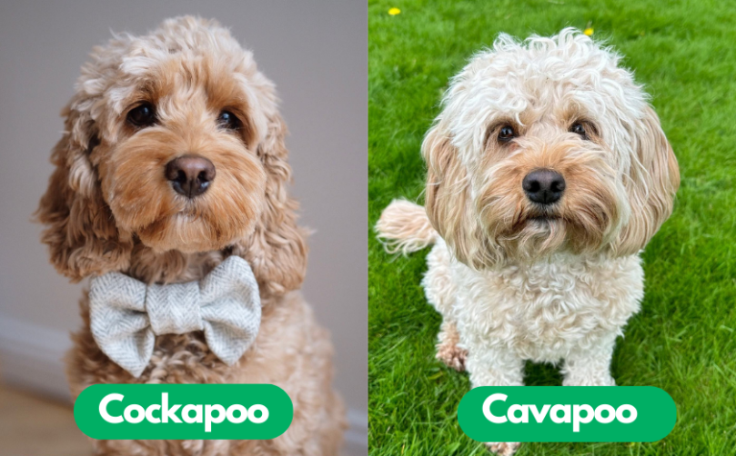 Cockapoo vs Cavapoo Coat Type