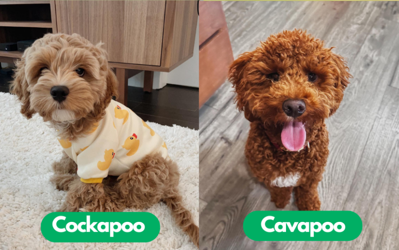 Cockapoo vs Cavapoo Health Issues