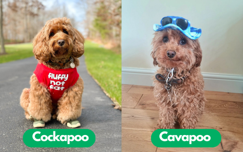 Cockapoo vs Cavapoo Temperament