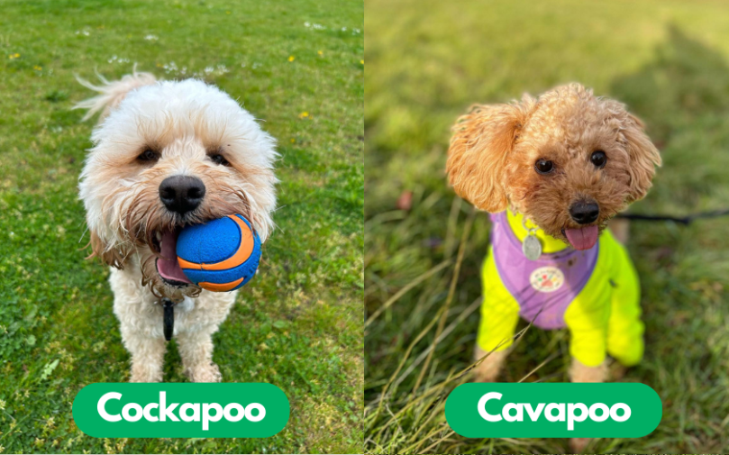 Cockapoo vs Cavapoo Training and Exercise