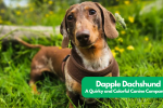 Dapple Dachshund: A Quirky and Colorful Canine Companion