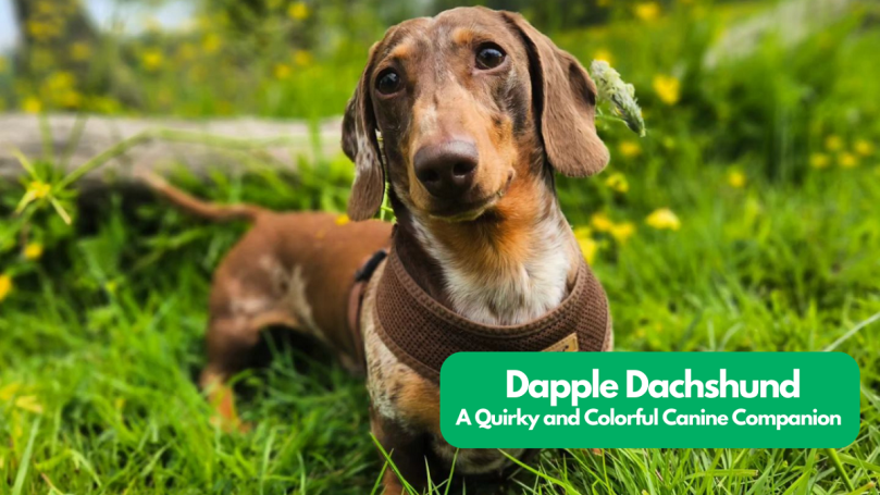 Dapple Dachshund Dog Breed Guide