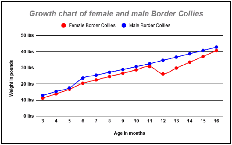 a line graph showing the growth of male and female Border Collies