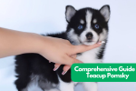 Teacup Pomsky 101: Your Guide to Raising This Tiny Pup