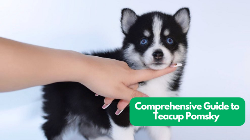 Teacup Pomsky Guide
