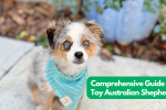 Comprehensive Guide to Toy Australian Shepherd