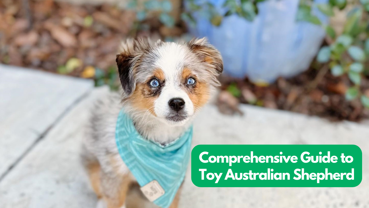 toy-australian-shepherd